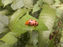 Podontia quatuordecimpunctata
