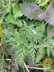 Conioselinum