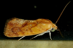 Ponometia exigua