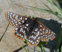 Euphydryas anicia bernadetta