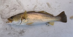 Cynoscion regalis
