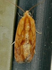 Ponometia exigua
