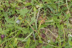 Urocystis fischeri
