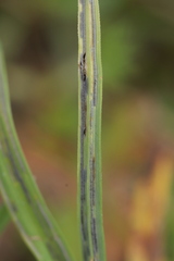 Urocystis fischeri