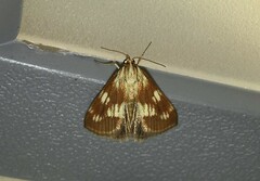Epascestria pustulalis