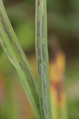 Urocystis fischeri