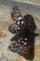 Euphydryas anicia bernadetta