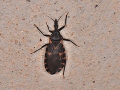 Triatoma sanguisuga