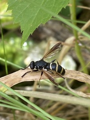 Temnostoma bombylans