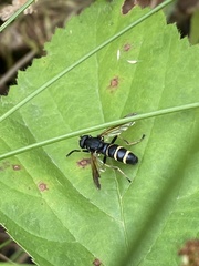 Temnostoma bombylans