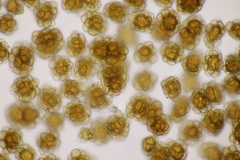 Urocystis fischeri