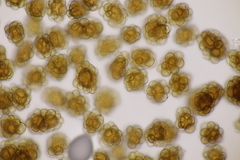 Urocystis fischeri