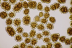 Urocystis fischeri