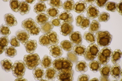 Urocystis fischeri