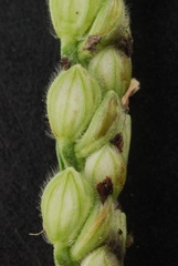 Paspalum pubiflorum pubiflorum