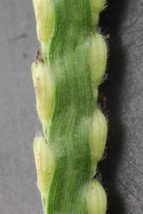 Paspalum pubiflorum pubiflorum