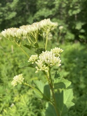 Arnoglossum reniforme