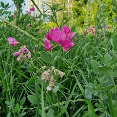 Lathyrus tuberosus