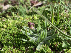 Plantago monosperma
