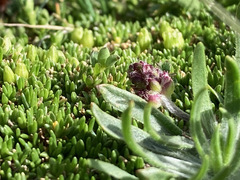 Plantago monosperma