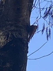 Lepidocolaptes squamatus