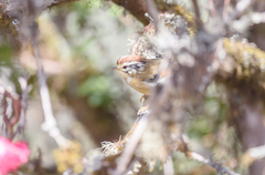 Schoeniparus castaneceps