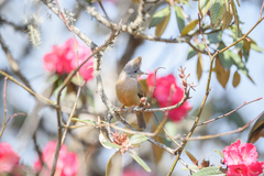 Yuhina gularis