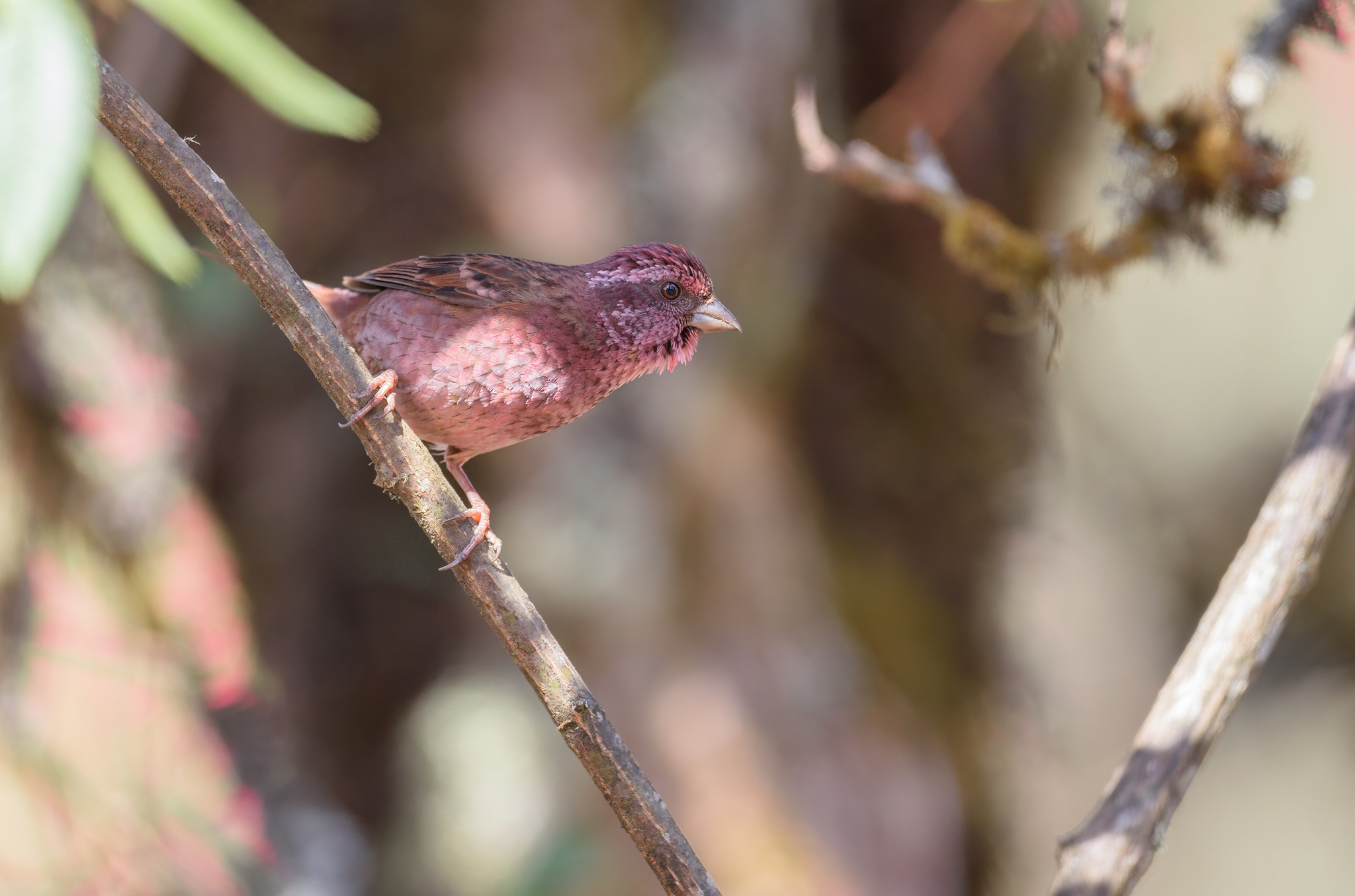 Dark-rumped Rosefinch (Carpodacus edwardsii), photo 6