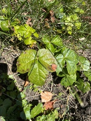 Parthenocissus tricuspidata