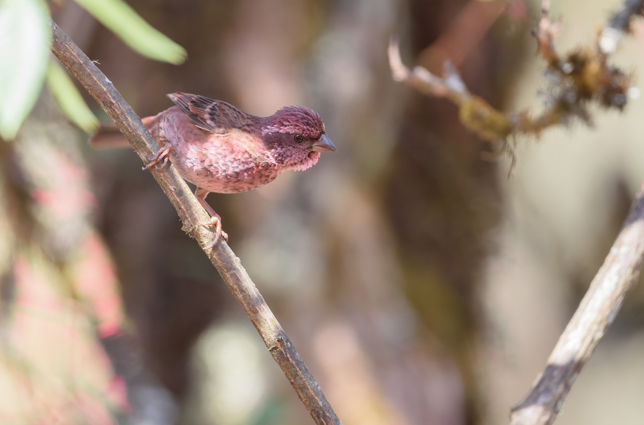 Dark-rumped Rosefinch (Carpodacus edwardsii), photo 7