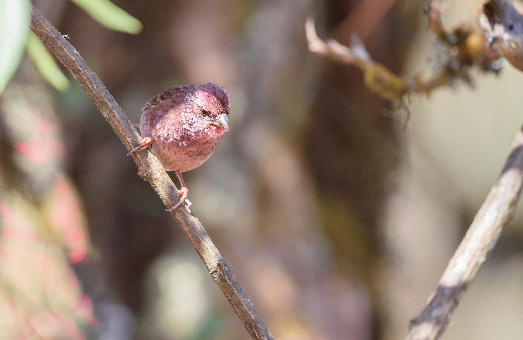 Dark-rumped Rosefinch (Carpodacus edwardsii), photo 8