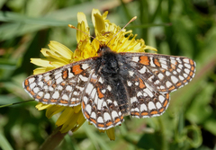 Euphydryas anicia bernadetta