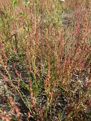 Rumex graminifolius