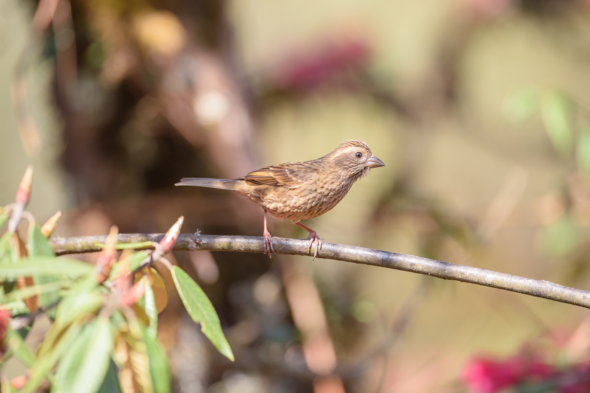 Dark-rumped Rosefinch (Carpodacus edwardsii), photo 2