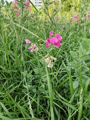 Lathyrus tuberosus