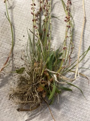Rumex graminifolius