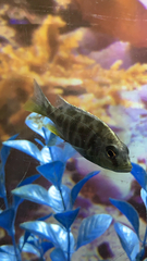Nimbochromis venustus