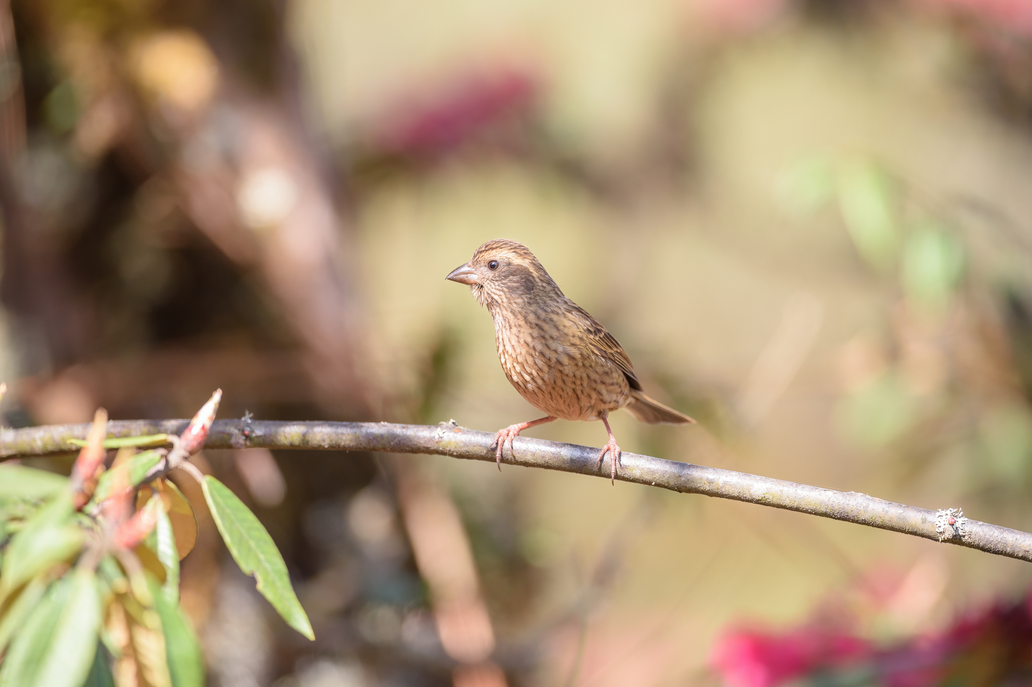 Dark-rumped Rosefinch (Carpodacus edwardsii), photo 3