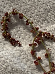 Rumex graminifolius