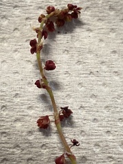 Rumex graminifolius