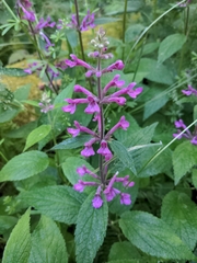 Stachys chamissonis