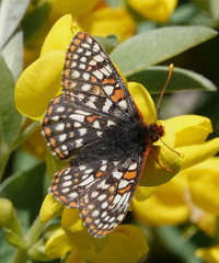 Euphydryas anicia bernadetta
