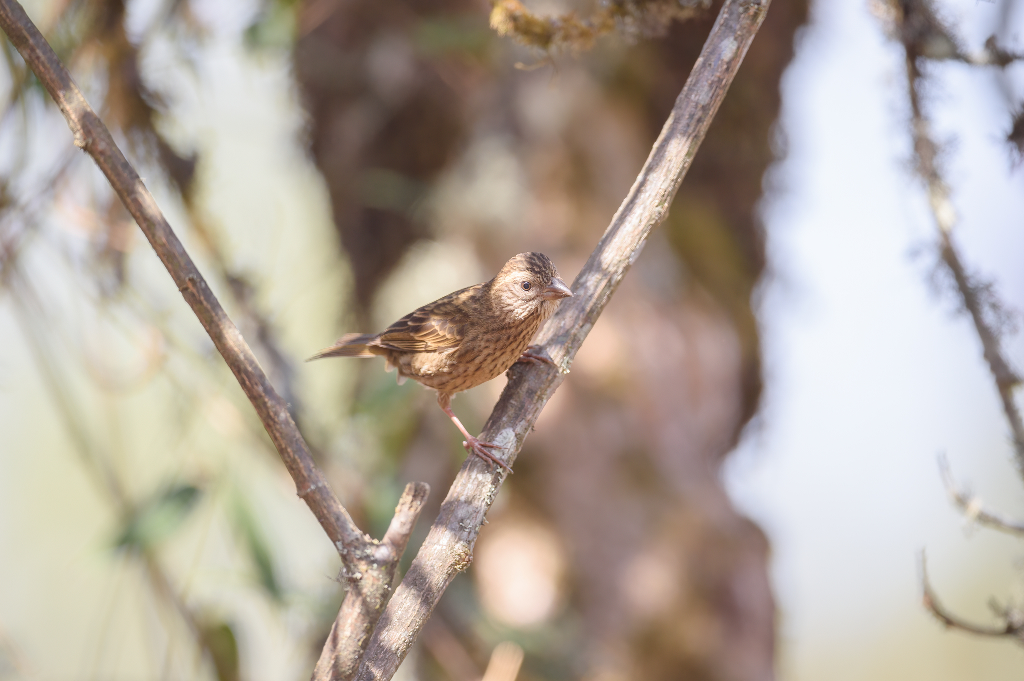 Dark-rumped Rosefinch (Carpodacus edwardsii), photo 4