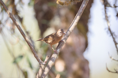Carpodacus