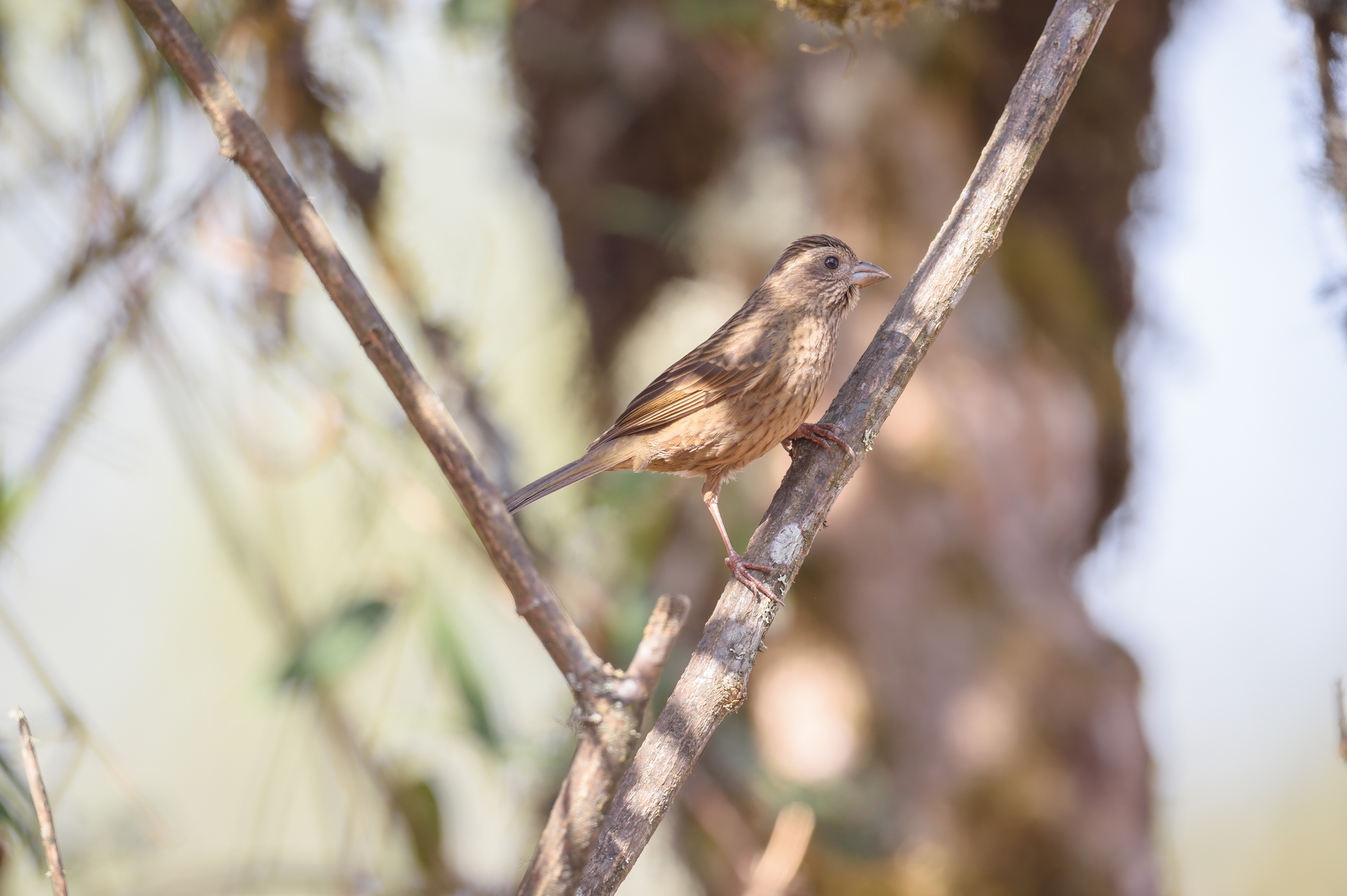 Dark-rumped Rosefinch (Carpodacus edwardsii), photo 5