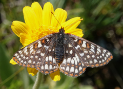 Euphydryas anicia bernadetta