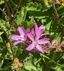 Sidalcea pedata