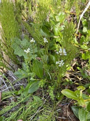 Cardamine umbellata