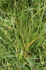 Urocystis fischeri