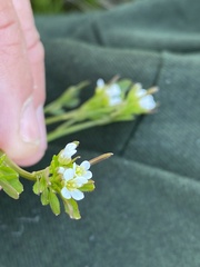 Cardamine umbellata